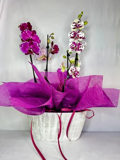 Arreglos con plantas