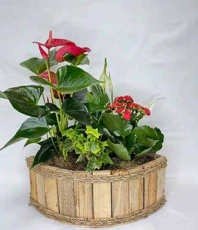 Centro de Plantas en base de madera