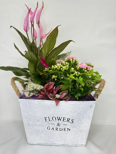 Centros de Plantas