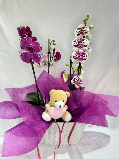 Nacimiento 2 Orquideas en cerámica y Peluche