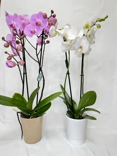 Orquidea 2 varas