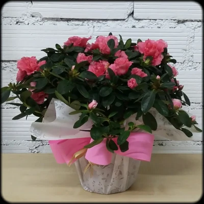 Azalea