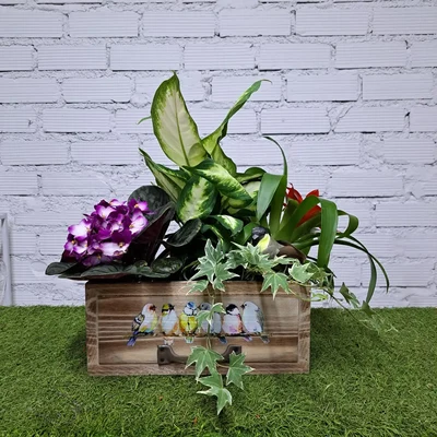 Cajón Mediano de Plantas