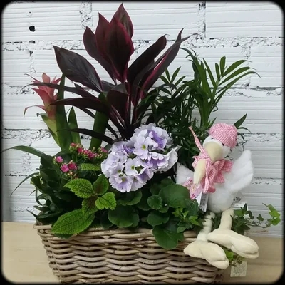 Centro de Plantas Natalicio