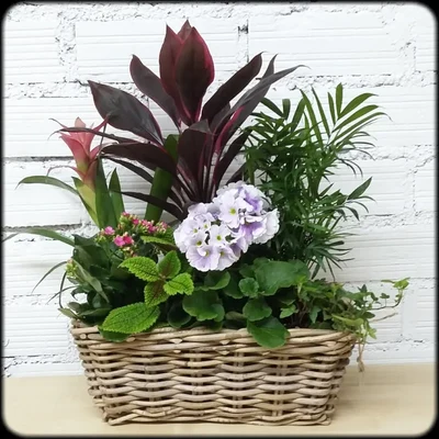Arreglos con plantas