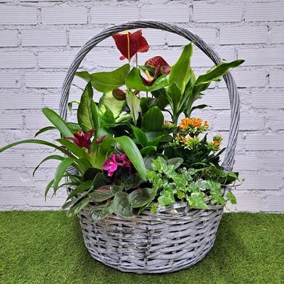 Cesta de Plantas Grande