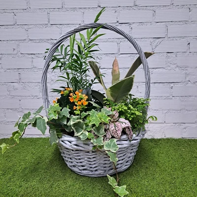 Cesta de Plantas Mediana
