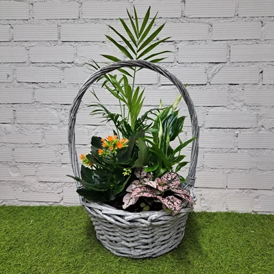 Cesta de Plantas Pequeña