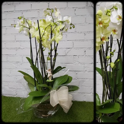 Conjunto de 3 orquideas