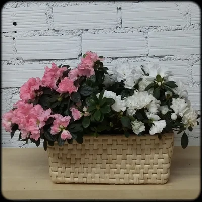 Conjunto de Azaleas