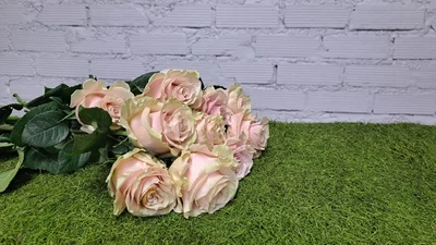 ROSA "Pink Mondial"
