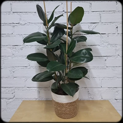 Ficus Decora
