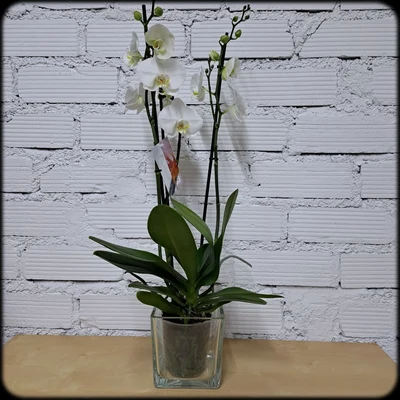Orquideas
