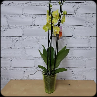 Orquidea selección de Florista