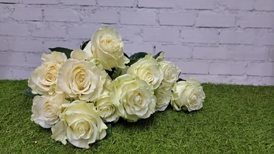 ROSA BLANCA "Mondial"