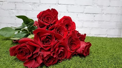 ROSA ROJA "explorer"