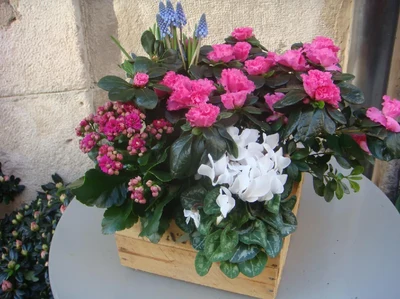 Centro de Plantas tonos rosas y blancos