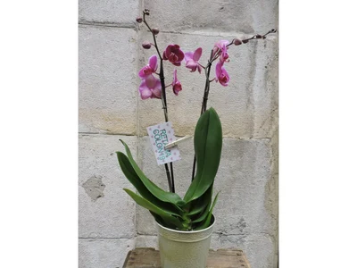 Orquidea Fucsia