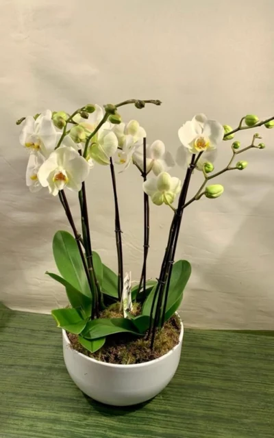 Ceramica blanca Orquidea 6 varas