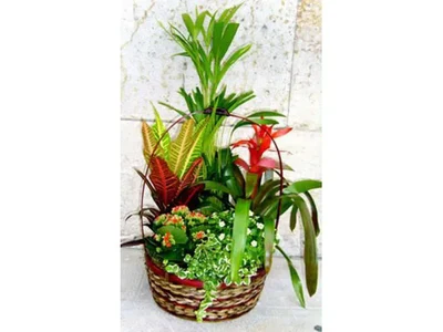 Centros de Plantas