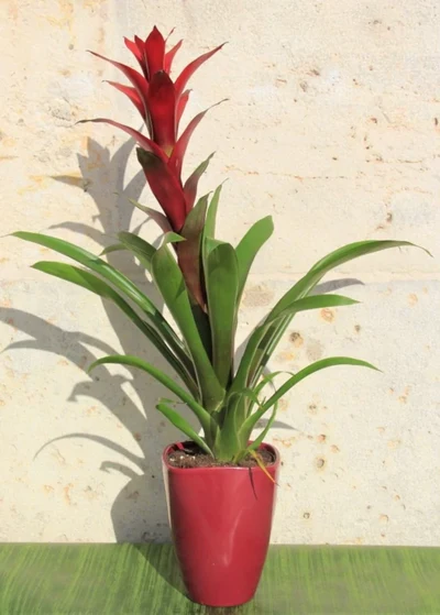 Guzmania 60cm en cerámica