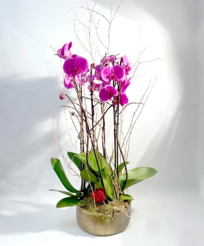 Orquidea Corazón