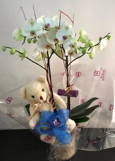 Orquidea phalaenopsis en vidrio y con muñeco
