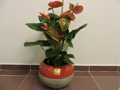 Anthurium Grande