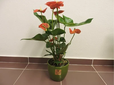 Anthurium Mediano