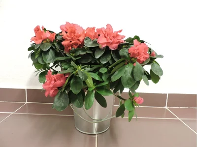 Azalea