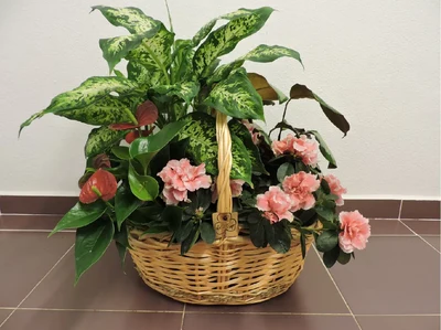 Cesta de Plantas de temporada