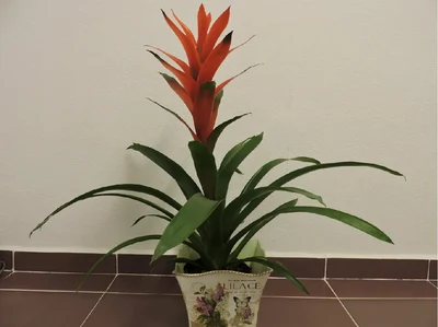 Guzmania con maceta Vintage