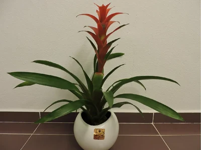 Guzmania