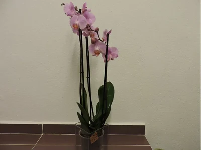 Orquidea Phalaenopsis