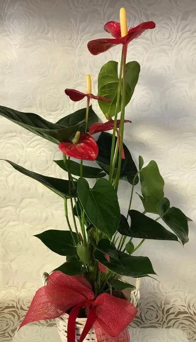 Anthurium Rojo