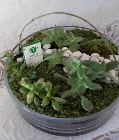 Arreglos Plantas