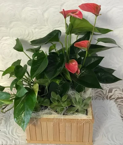 Caja de Plantas de Temporada