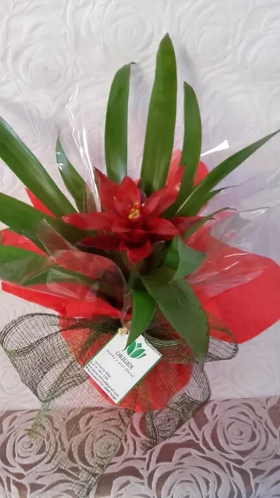 Guzmania