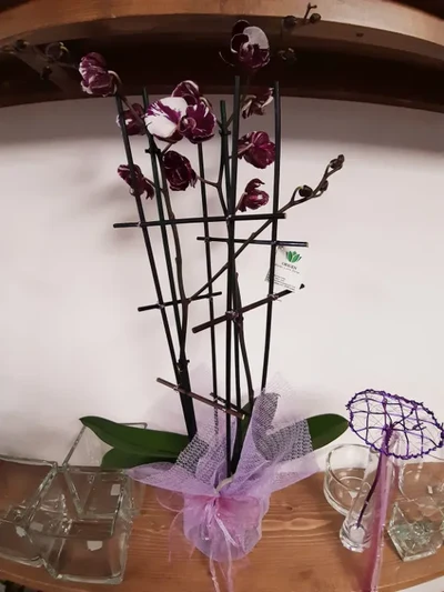 Orquidea Bi Color