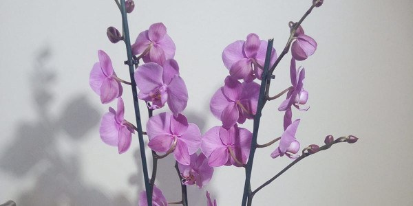 Floristería Pife