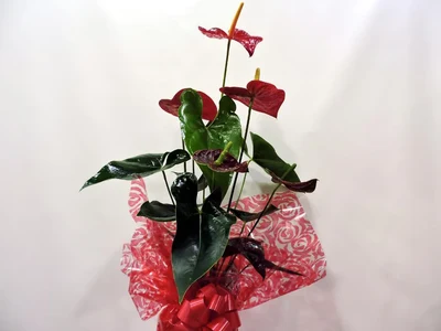 Anthurium