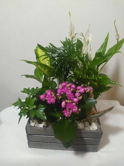 Caja de madera de 6 Plantas