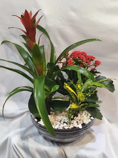 Centro de Plantas Mixtas en cristal