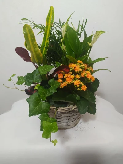 Cesta de Mimbre con 5 Plantas de Temporada