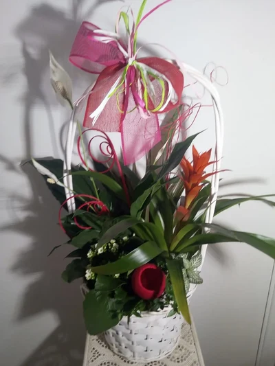 Cesta de Plantas