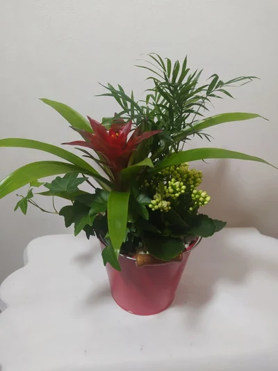 Cubo con 4 Plantas