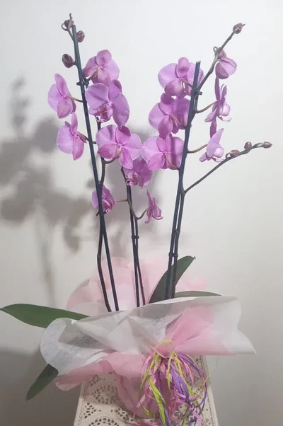 Orquidea 3 varas