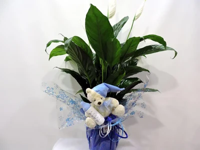 Spatifilium para Nacimiento con peluche