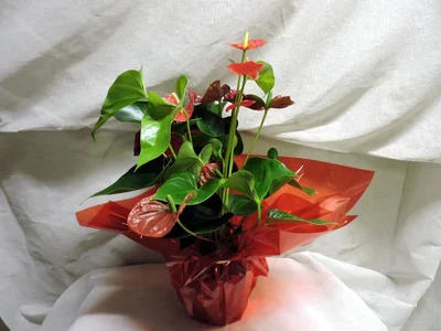 Anthurium vermello