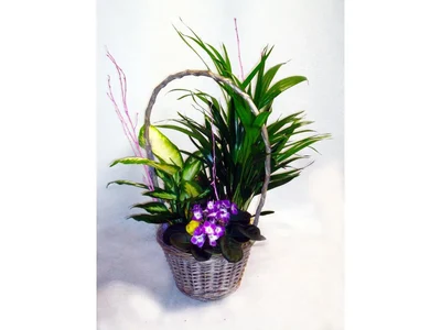 Cesta de Plantas